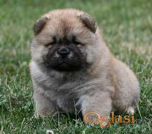 Chow Chow Cau Cau Čau Čau