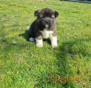 Americka Akita prelepi stenci