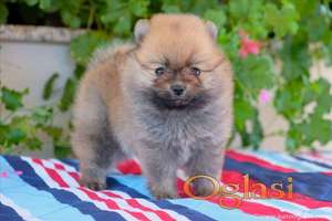 Pomeranski špic, štene -dostava