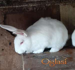 Beli hajkom kunići.