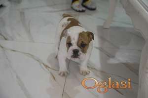 Engleski buldog stenci