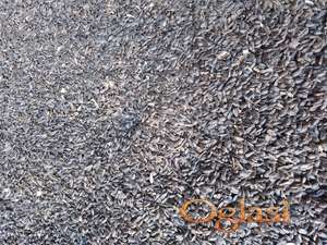 Mercantile suncokret