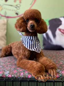 Prodajem mladog mužjaka