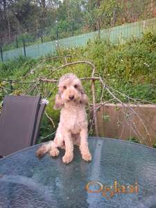 Pudla mužjak 8 meseci