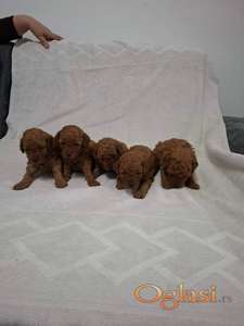 Prodajem patuljaste crvene pudle