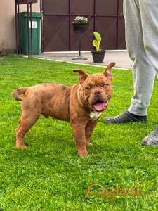 American bully micro size (exotic) stenci