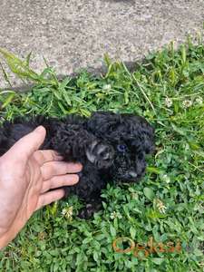 Puli