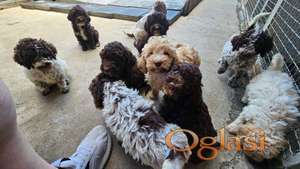 Štenci Lagoto Romanjole