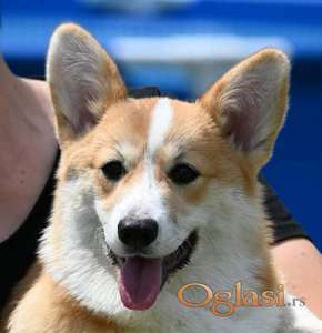Velški korgi/Welsh Corgi Pembroke