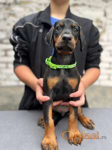 Prodaju se prelepi štenci dobermana, starosti 2 meseca