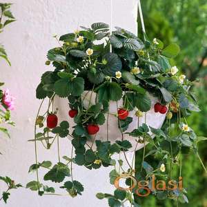 Sadnice stgalnorDJAJUCE JAGODE