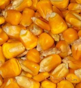 PRODAJEM KUKURUZ U ZRNU