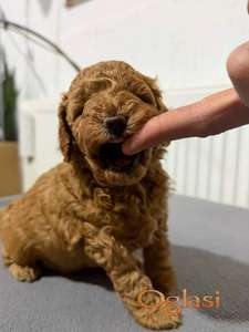 Crvene Pudle štenci