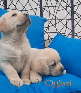 Labrador štenci