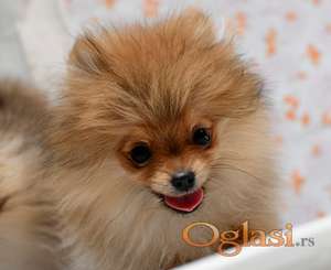 Pomeranci mini tip