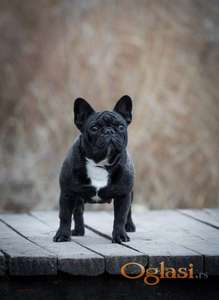 Francuski buldog zenka