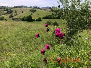 Plac 60 ari Zlatibor Sljivovica Branesci