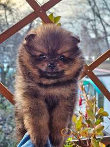 Pomeranac Boo