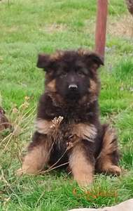 Nemacki ovcar prelepi stenci