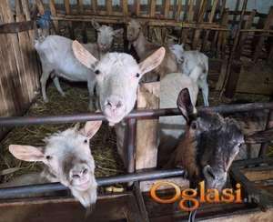 Teška srca objavljujem prodaju koza