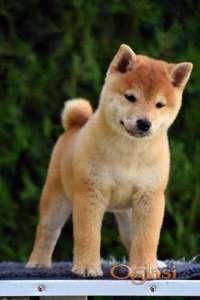Shiba Inu / Šiba inu, štenci