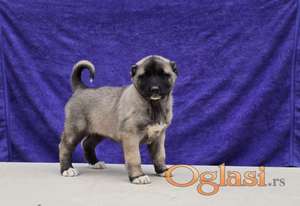 Kangal stencj