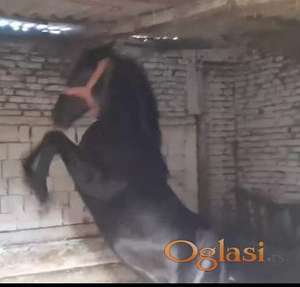 ždrebica Garava na prodaju