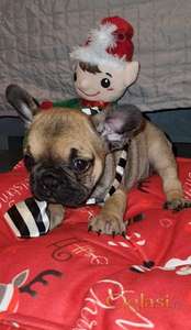 Francuski buldog - štenci