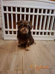 Briselski grifon mužjak