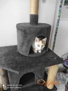 Poklanjam prelepe mace, naučene na kućni red i razigrane