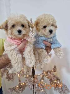 Preslatki maleni MALTIPOO stenci