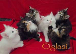 Norveški šumski mačići