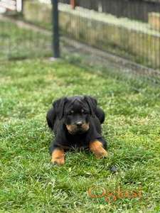 Na prodaju štenad Rottweilera vrhunskog porekla