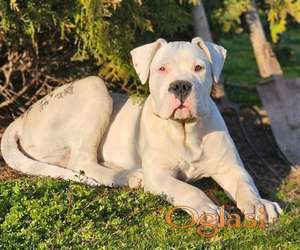 Dogo Argentino prvobirano musko stene
