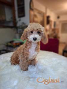 Crveno-beli maltipu mužjak