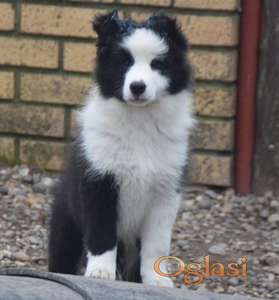 Border koli/collie štenci