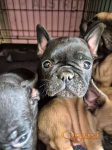 Francuski buldog