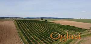 Plantaža lešnika-Sremska Mitrovica-Ležimir 378ari