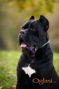 Cane Corso mužjak na prodaju