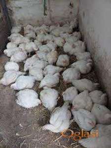 Prodajem najkvalitetnija i zdravija pilica u Srbiji i sire.