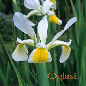 Cvece Beli sibirski iris (perunika)
